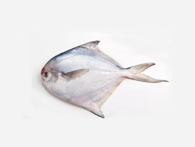 South American Pomfret