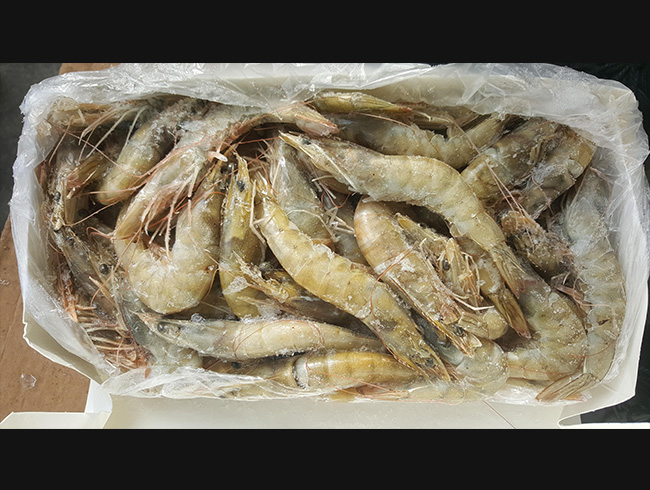 Salt-frozen white shrimp