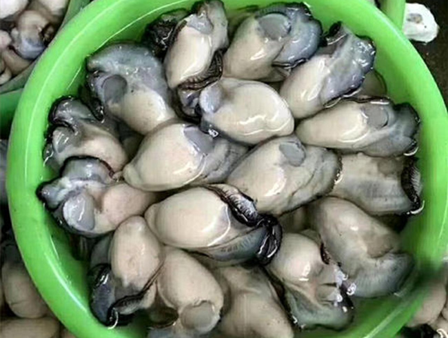 Oyster meat